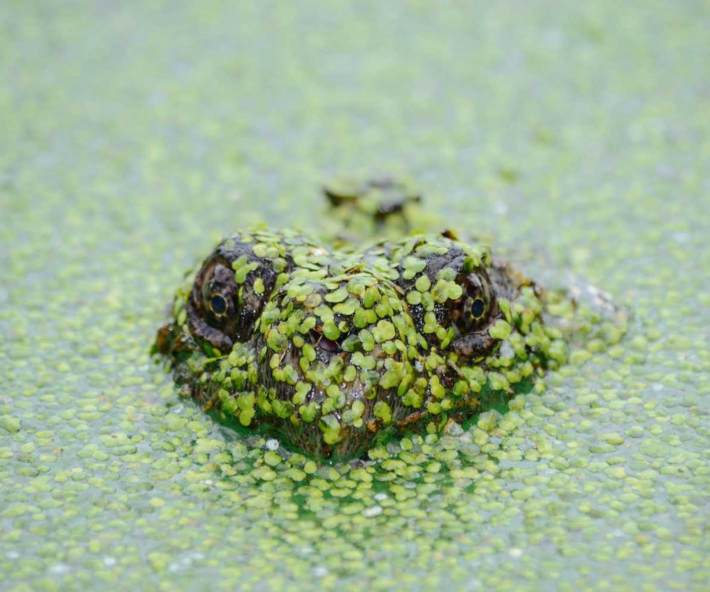 DDOS攻击器|南京商标注册代理公司