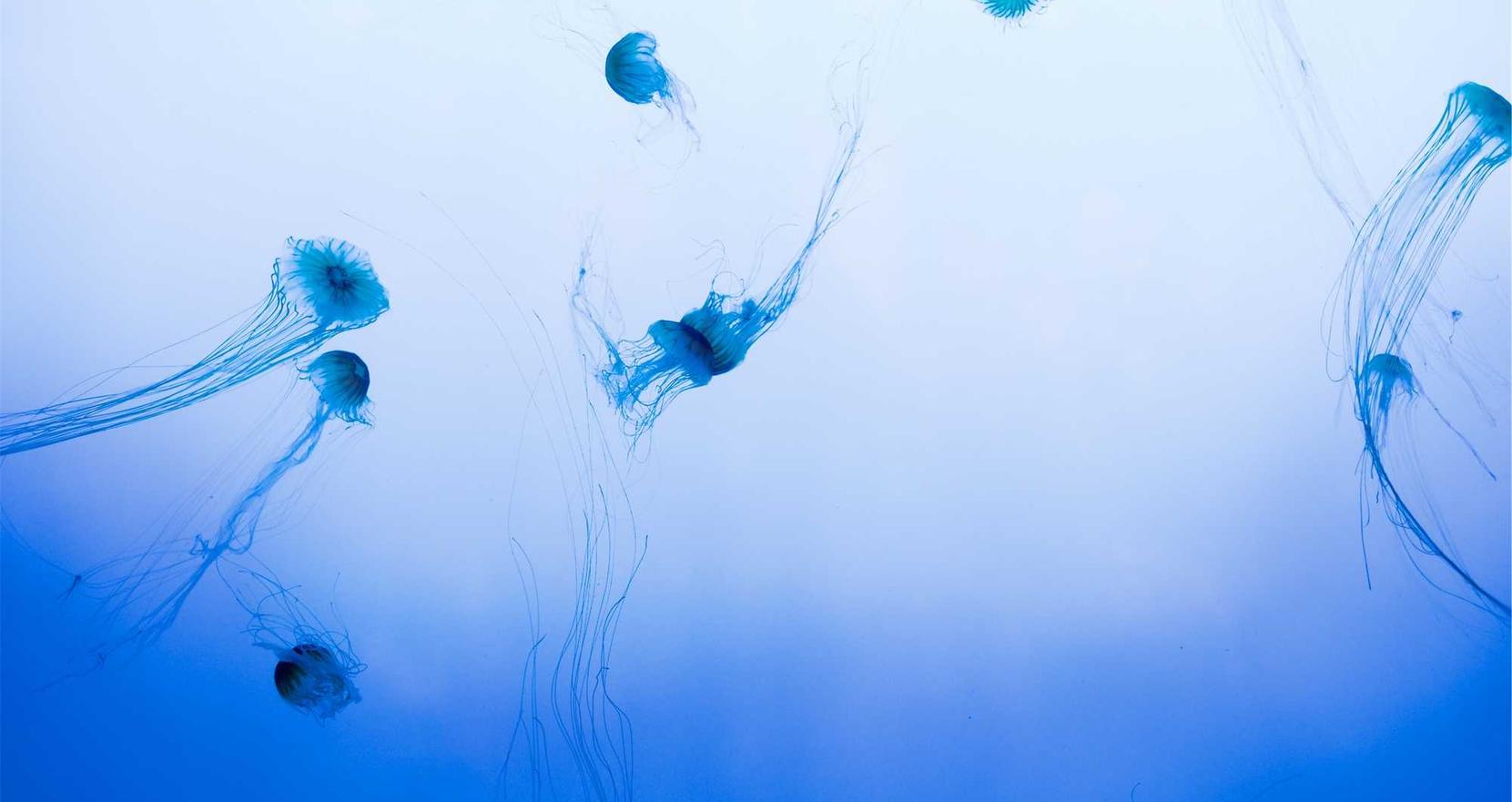 忠告七星蓝莓爆珠：芜湖工商注册代理