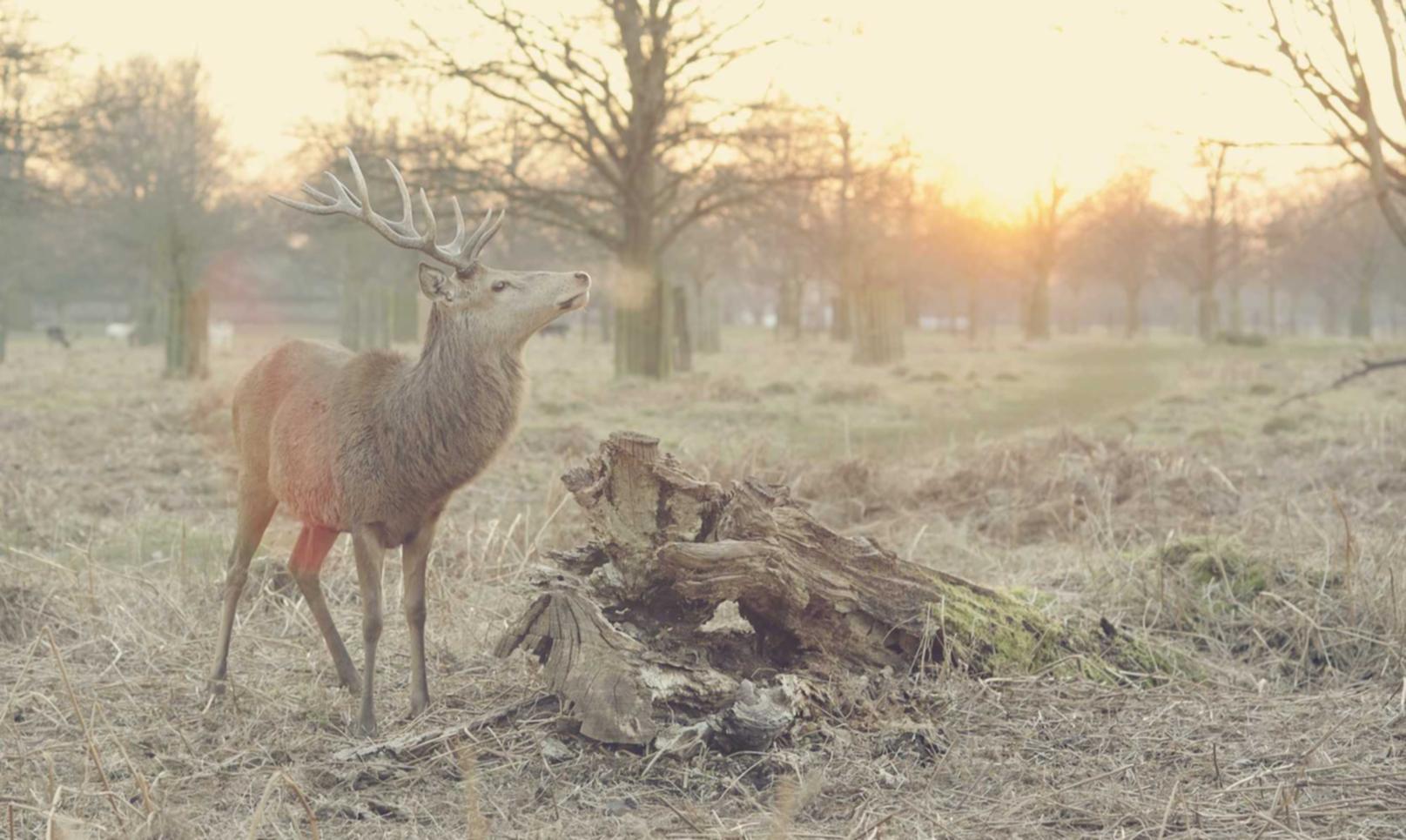 合景三星gear app 详情下载教程