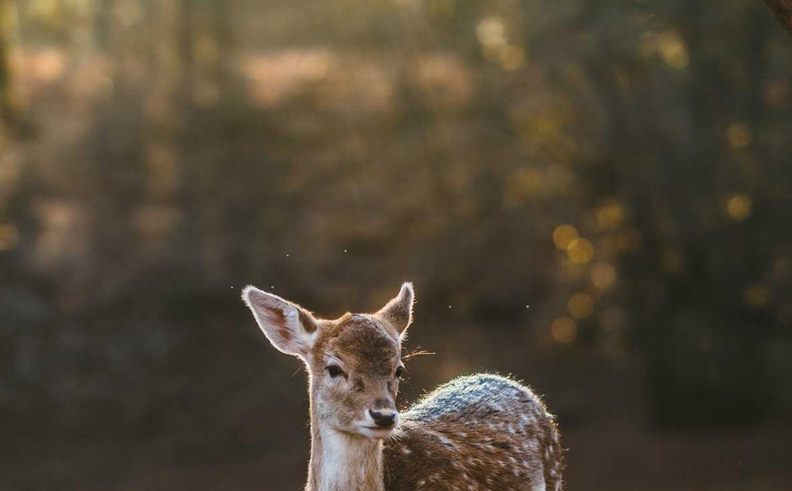 黑标七星:怎样注册货车司机账号