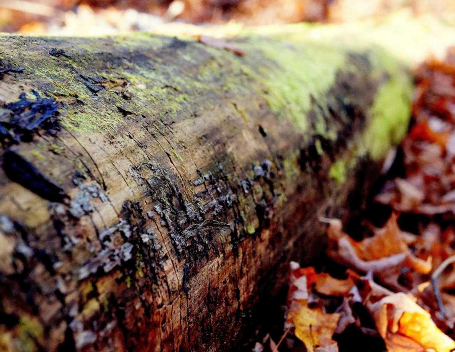 芒果星芒卡实名账号：泰顺注册代理记账流程
