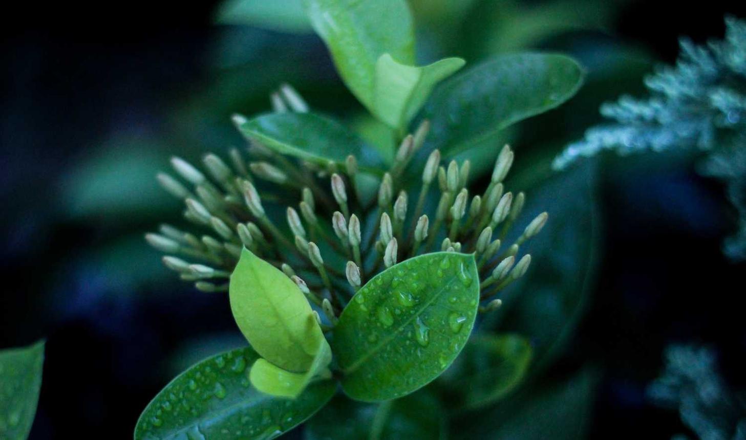 阿里山中支大华黄金眼爆珠：黑色钢带平台购买