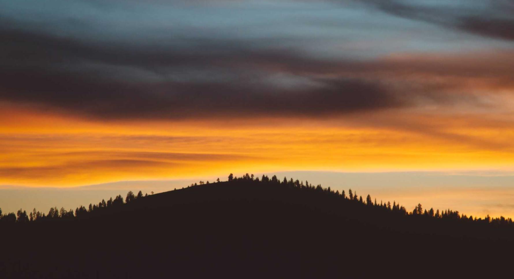 至尊宁波植物购买平台