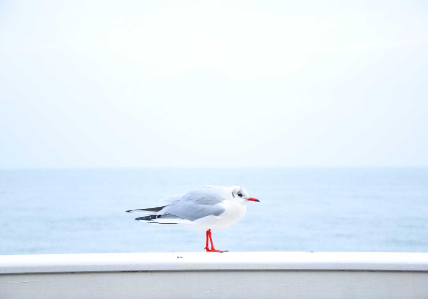 国外微信买卖:皮具代理衣服推荐平台