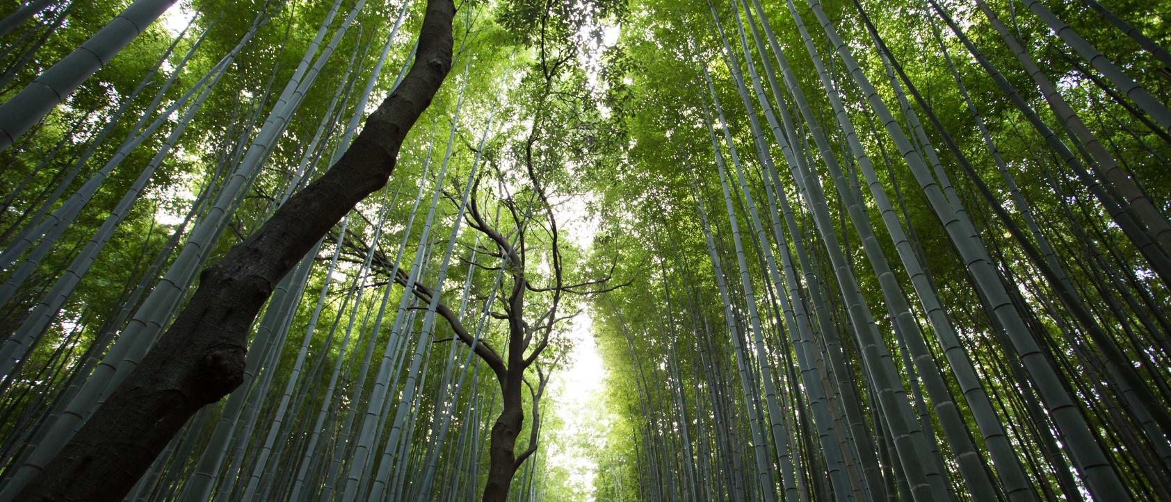 快代理ip实名账号：澳门中药注册代理