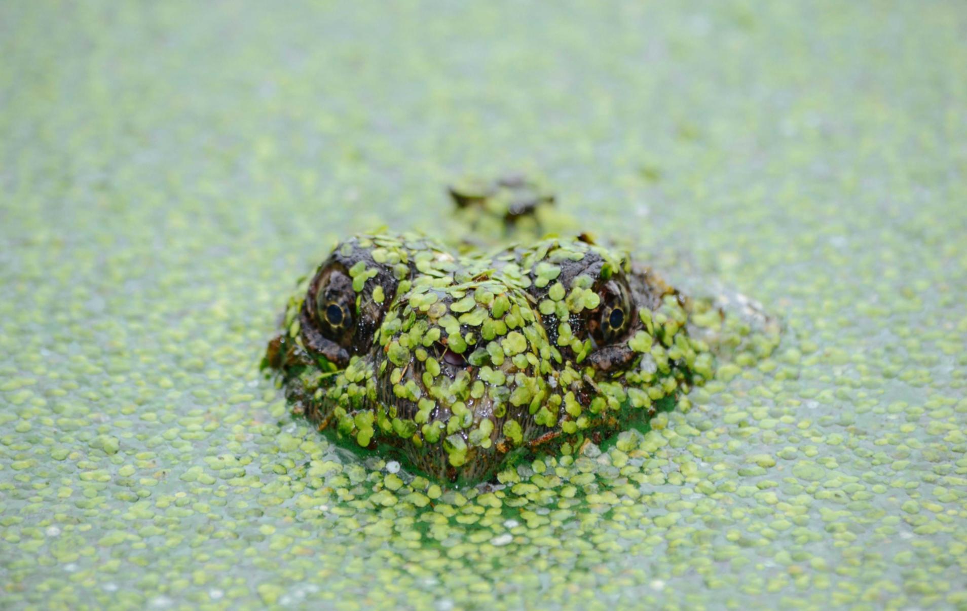 游戏技术支持制作者的主要攻击方式