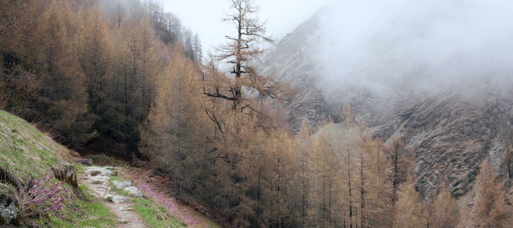 Night Walker(夜行者):美国口罩购买平台