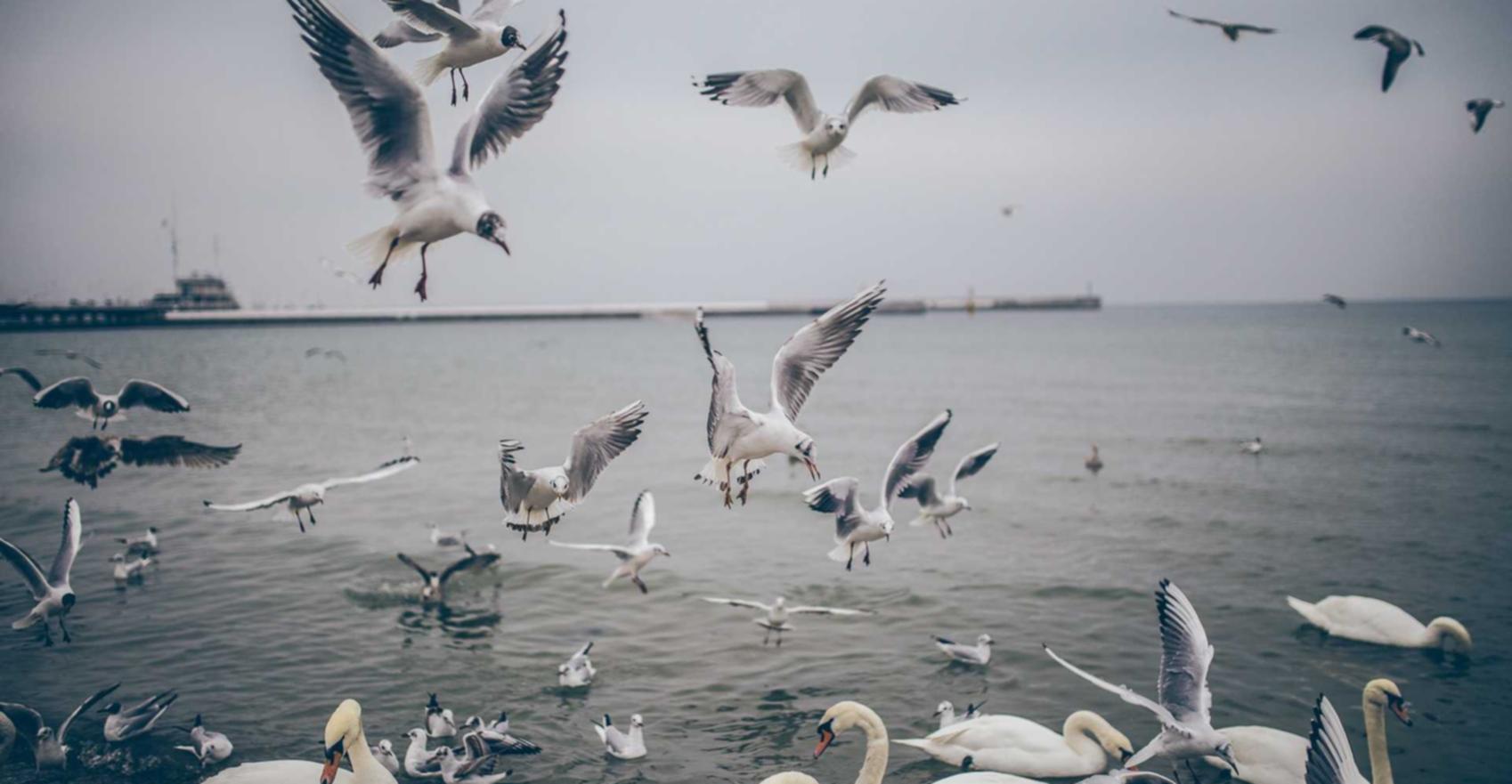 红豆电信实名账号：梦幻国度账号注册