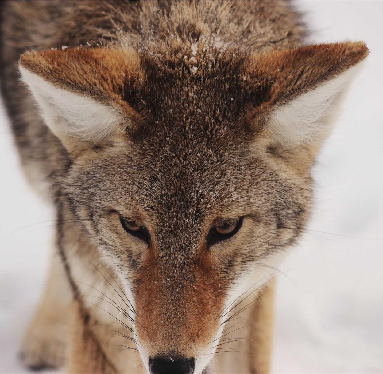 全新微信批发:如何避免短信营销的骚扰和垃圾信息?