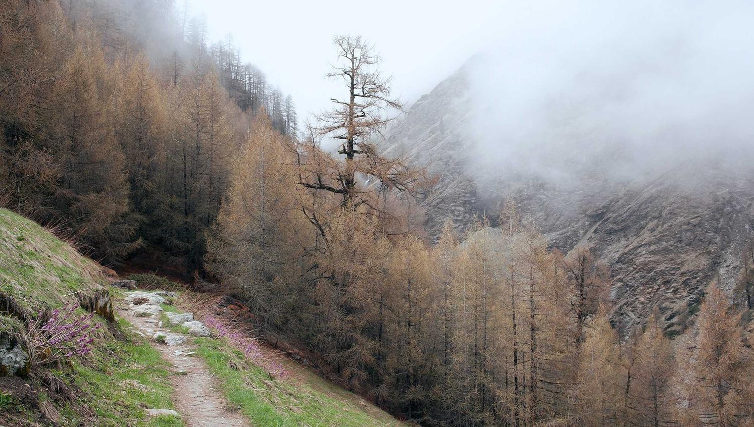 忘川风华录:有范app详情下载教程